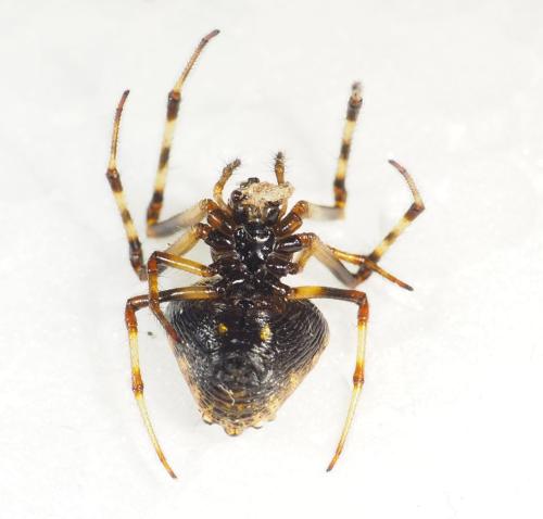 Verrucosa sp.